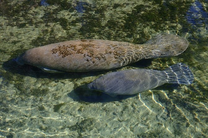 4 Hour Single Kayak Rental In Crystal River, Florida - Navigating Additional Fees and Parking Options