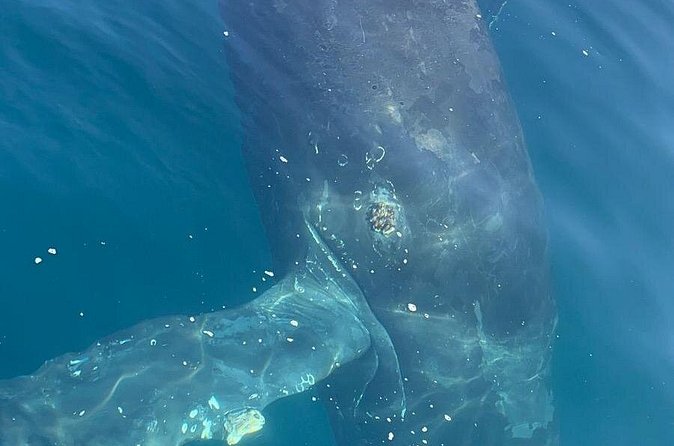 4-hour whale watching in magical Mazatlan - Who Will Appreciate This Tour Most?