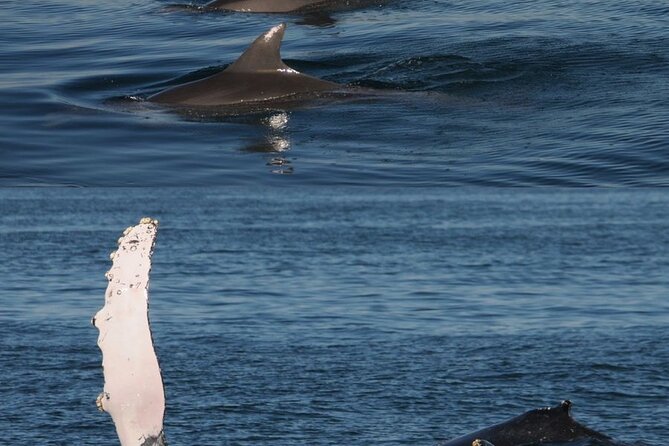 4-hour whale watching in magical Mazatlan - Final Summary: A Bright Choice for Mazatlan Marine Explorers
