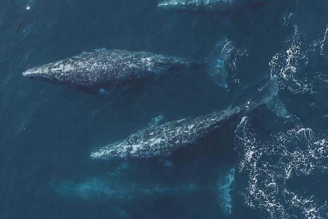 4 Hour Whale Watching Tour From Monterey - Encountering Marine Wildlife Off Monterey Bay