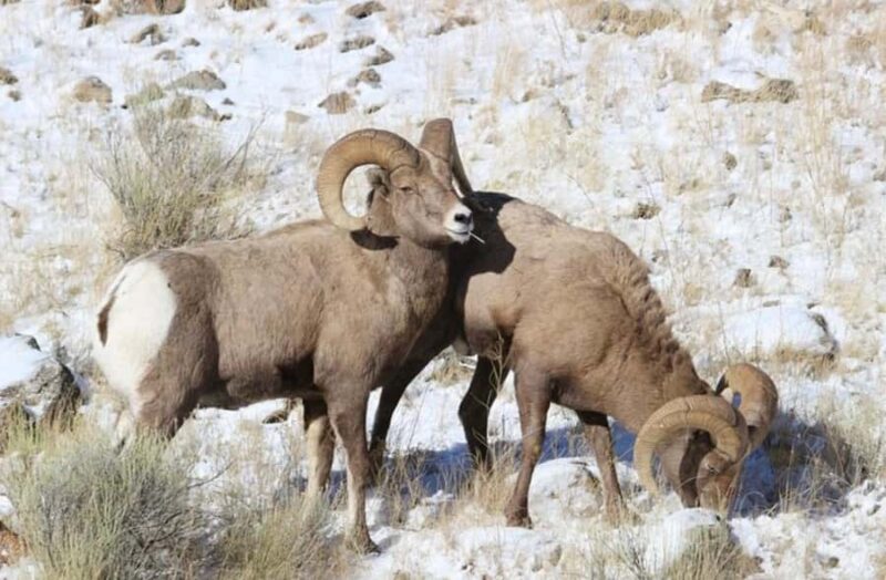 4 Hour Wildlife Safari in Grand Teton National Park - Starting Point and Transportation in Jackson, Wyoming