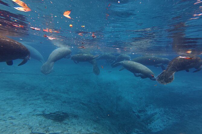 4 hours Kayak Rental - Exploring the Springs and Waterways