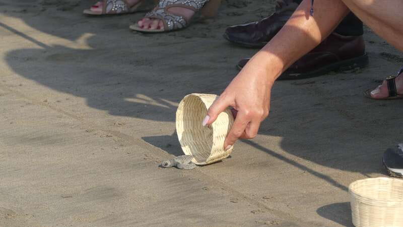 *4 Hours Shore Excursion With Cruise Ship Terminal Pick Up. - The Casa Blanca Hotel and Diego Rivera Mural