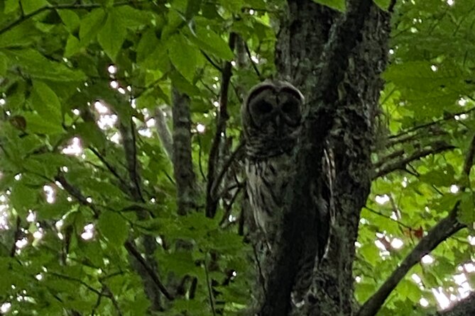 (4 HR) UTV ECO Elk Wilderness Adventure - Key Points