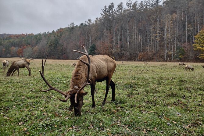 (4 HR) UTV ECO Elk Wilderness Adventure - Waterfalls and Scenic Photo Stops