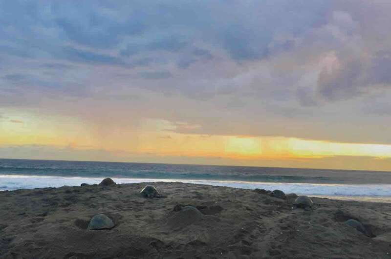 4-in-1 Tour - Mazunte, Cacao Factory & Turtle Spawn/Release - Experience an All-in-One Day of Culture, Nature, and Tradition in Oaxaca