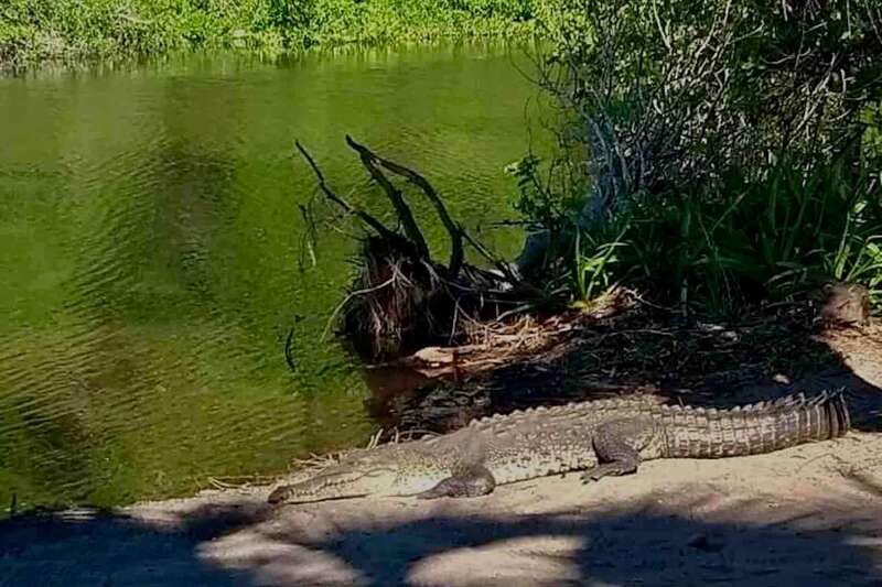 4-in-1 Tour - Mazunte, Cacao Factory & Turtle Spawn/Release - La Ventanilla Lagoon and Mangrove Wildlife