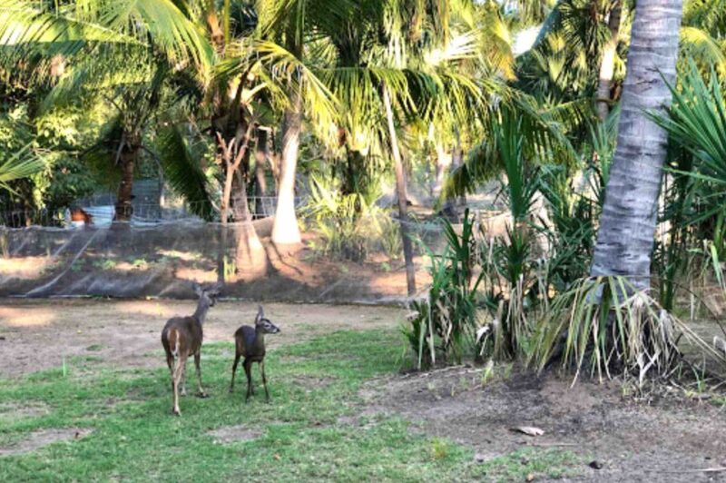 4-in-1 Tour - Mazunte, Cacao Factory & Turtle Spawn/Release - Turtle Spawn and Release: A Natural Phenomenon