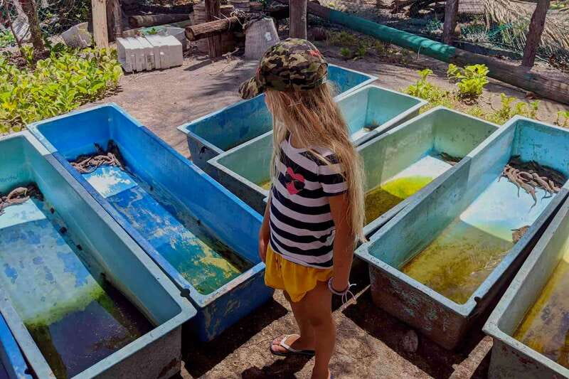 4-in-1 Tour - Mazunte, Cacao Factory & Turtle Spawn/Release - Logistics and Practical Details