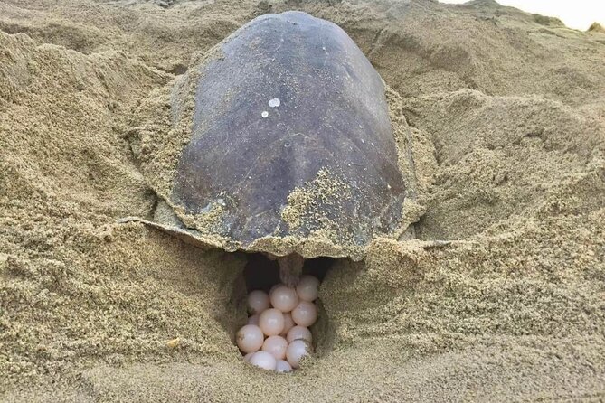 4-in-1 Tour - Mazunte,Cacao Factory, La Ventanilla & Turtle Spawn - La Ventanilla: Wildlife and Turtle Spawning Encounters