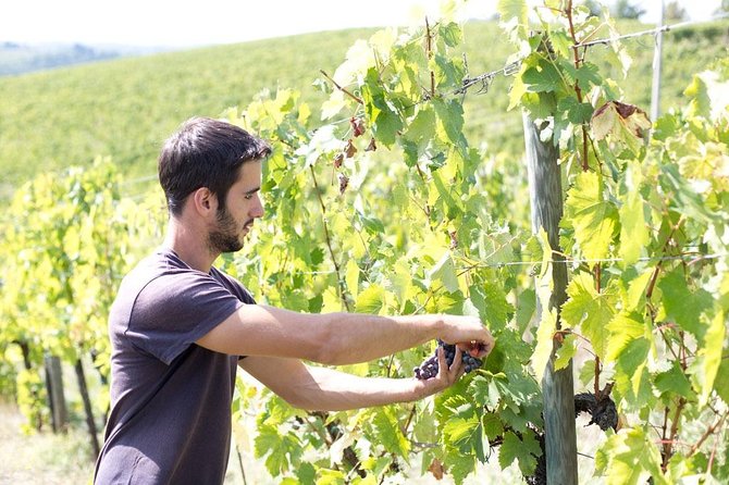 4 Wines Tasting with 2 Tuscan Cheeses & Tour at the winery - Personalization and Expertise of the Guides