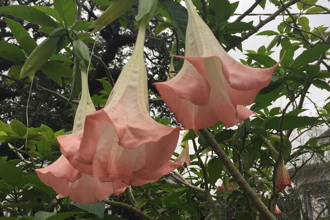 45 minute Highlights of the Garden District - Meeting Point and Group Size