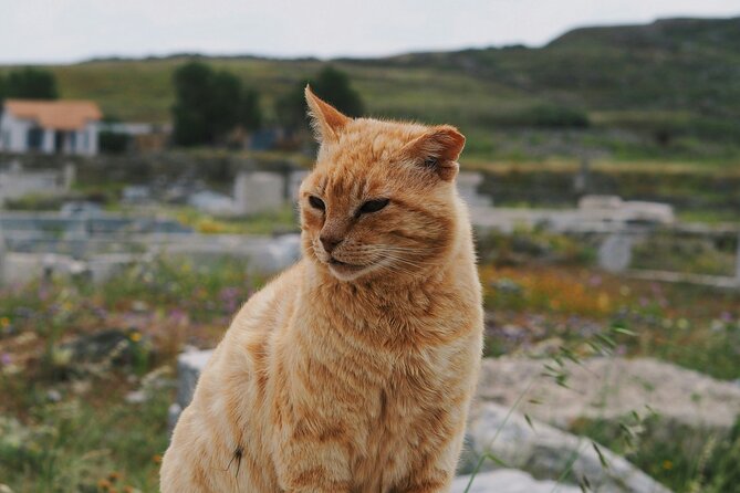 4Hours Mykonos Adventure Walk in Town & Minivan Countryside Tour - Kalafati Beach: Relaxing on Golden Sands