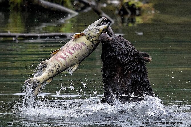 4hr Custom Private Tour of Ketchikan (14 People) Wildlife + More - Wildlife Viewing Opportunities in Ketchikan
