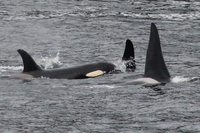 4hr Custom Private Tour of Ketchikan (14 People) Wildlife + More - Logistics and Comfort for Your Group