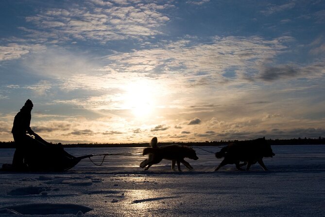 4hr Dog Sledding Tour under the Northern Lights - Insightful Guides and Warm Hospitality at Gargia Lodge