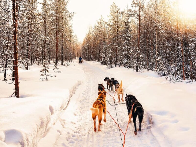 4hr Dog Sledding Trip on Finnmarksvidda - Key Points