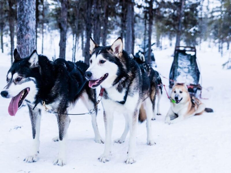 4hr Dog Sledding Trip on Finnmarksvidda - Scenic Drive from Alta to Gargia Mountain Lodge
