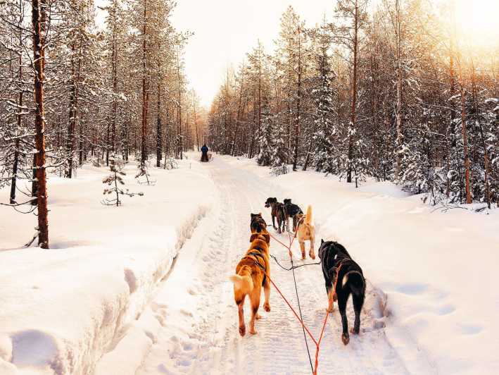 4hr Dog Sledding Trip on Finnmarksvidda - Gliding Through Pine Forests Toward Finnmarksvidda