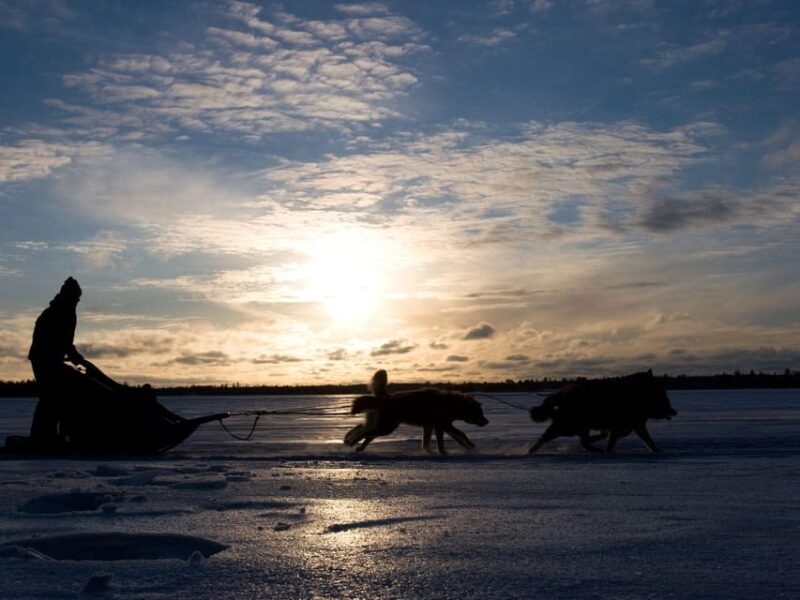 4hr Dog Sledding Trip on Finnmarksvidda - Reaching the Finnmarksvidda Plateau