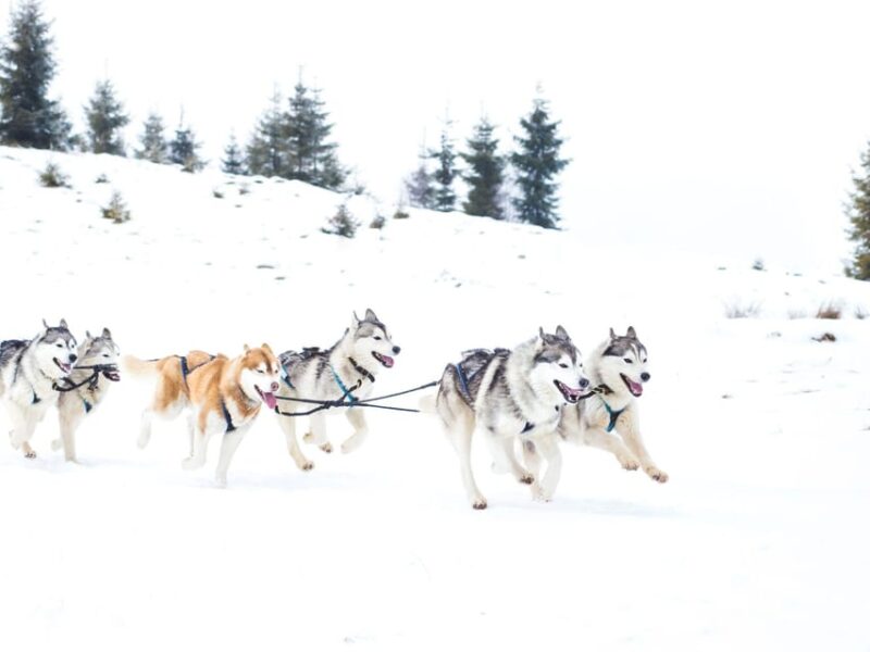 4hr Dog Sledding Trip on Finnmarksvidda - Warm Up and Storytelling at Gargia Mountain Lodge