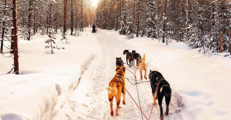 4hr Dog Sledding Trip on Finnmarksvidda - The Value of the 4-Hour Dog Sledding Experience