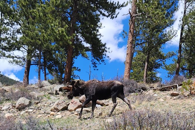 4WD Panoramic Peak Photo Tour in Estes Park - What Makes the 4WD Panoramic Peak Photo Tour Unique in Estes Park