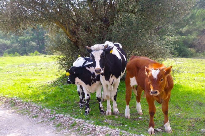 4x4 Buggy Adventures - Off-road Polaris Experience - Highlights of the Off-road Trail and Stops