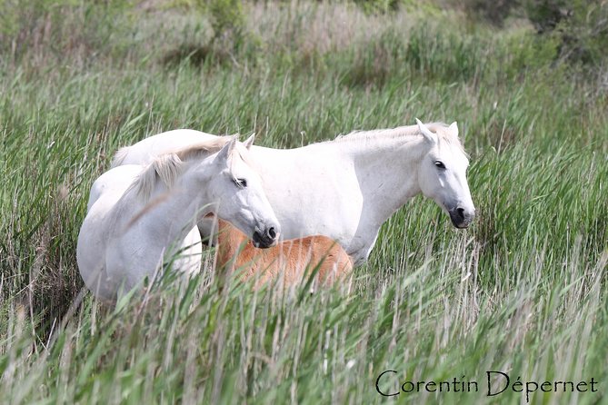 4x4 Camargue Safari 4h - Private Tour - Departure from Arles - The Knowledgeable Guides and Their Passion