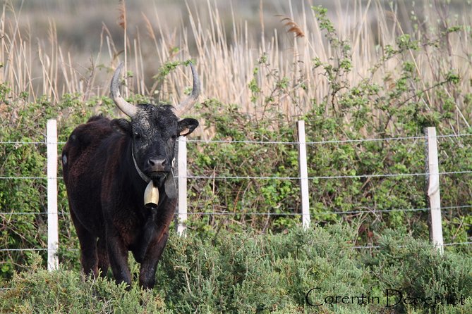 4x4 Camargue Safari 4h - Private Tour - Departure from Arles - Wildlife and Landscape Highlights