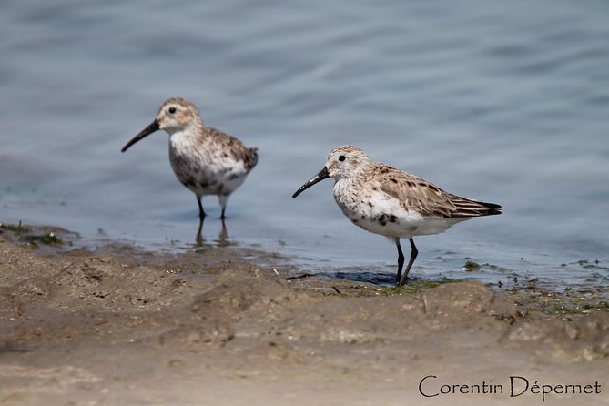 4x4 Camargue Safari 4h - Private Tour - Departure from Arles - Who Should Book This Tour?