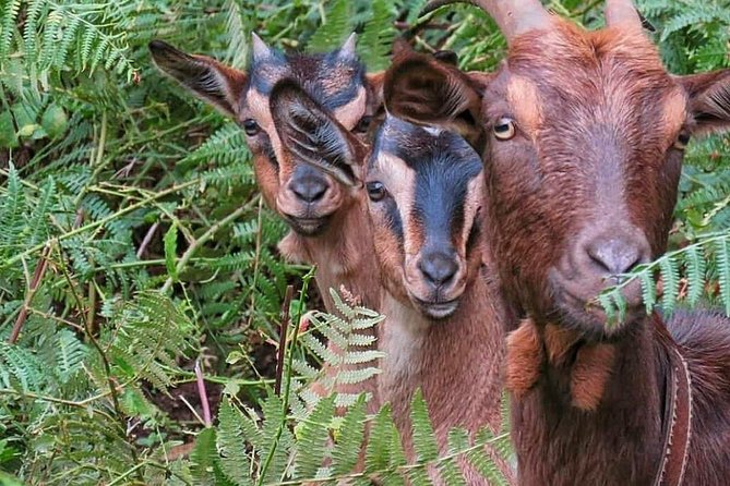 4x4 Full-Day Tour to Explore Portugal's Scents and Flavors - Visiting a Local Rum Factory and Water Mill
