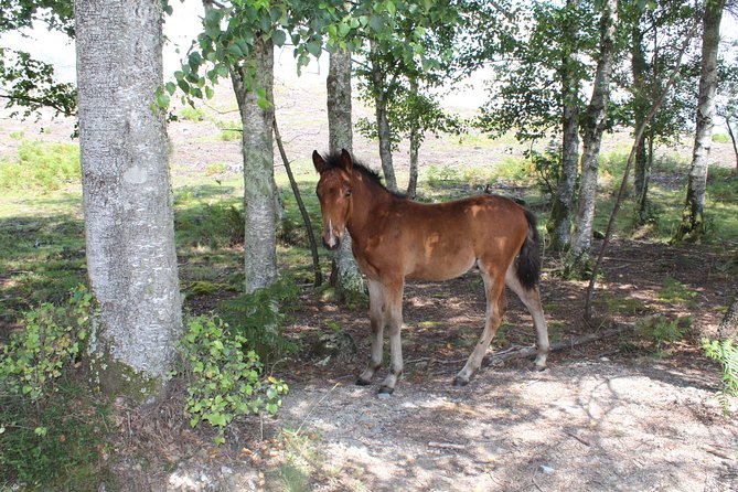 4X4 Privat Tour - Peneda-Gerês National Park - Discovering the Village of Castelo de Lindoso
