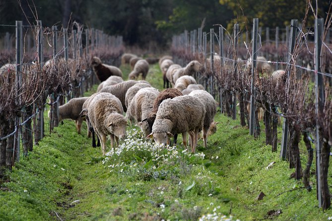 4x4 ride in a winery followed by a tasting - Meeting Point and Tour Logistics in Bormes-les-Mimosas