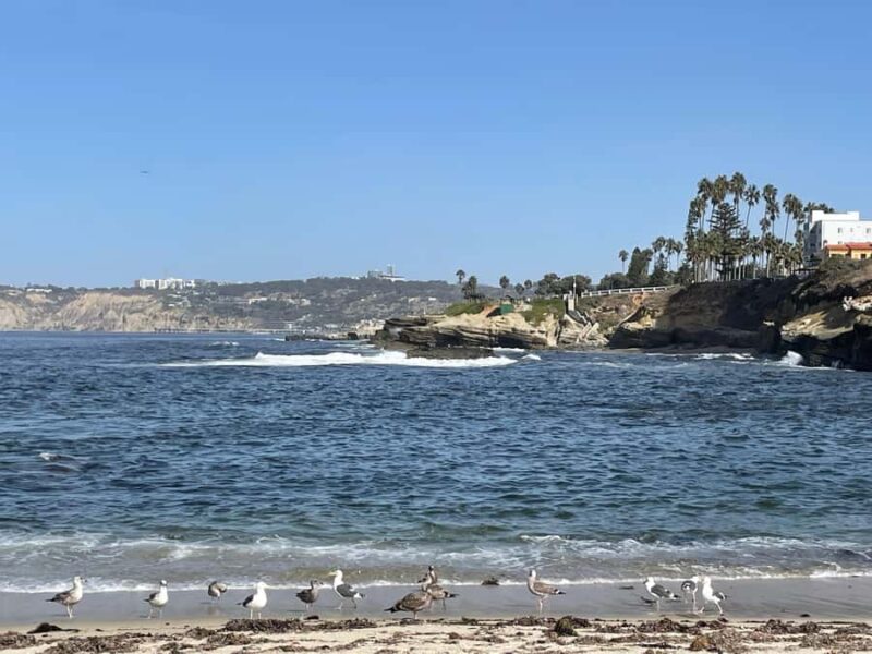 5 1/2 Hour Private Tour of San Diego in a Lexus ES300H - La Jolla’s Rugged Beaches and Seals