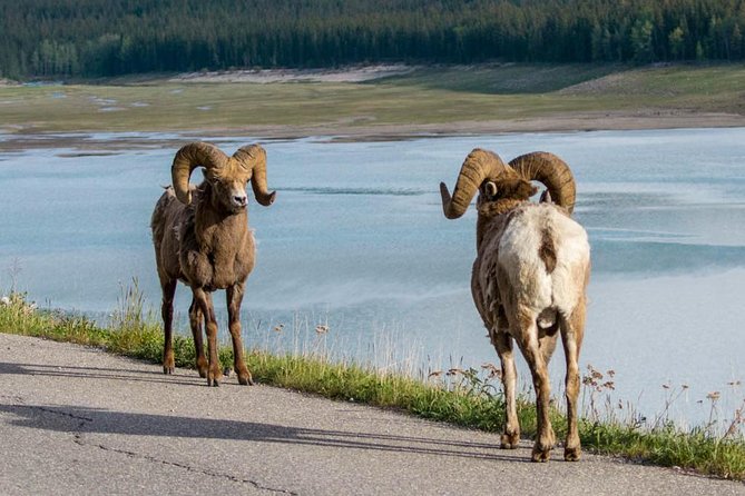 5.5-Hour Jasper Wildlife and Waterfalls Tour with Maligne Lake Cruise from Jasper - Maligne Canyon: Spectacular Waterfalls and Limestone Erosion