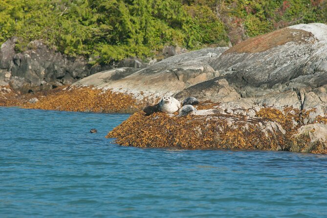 5-Day Adventure Tour in Vancouver Island Exploration - Day 4: Full Day in Tofino with Adventure Options