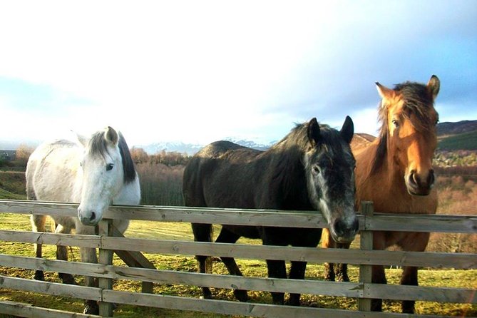 5-Day Best of Scotland Experience from Glasgow - Practical Tips and Additional Information