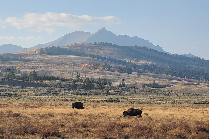 5-day In-Depth Yellowstone and Grand Teton National Park Tour - A Tour with Top-Notch Guides and Well-Organized Stops