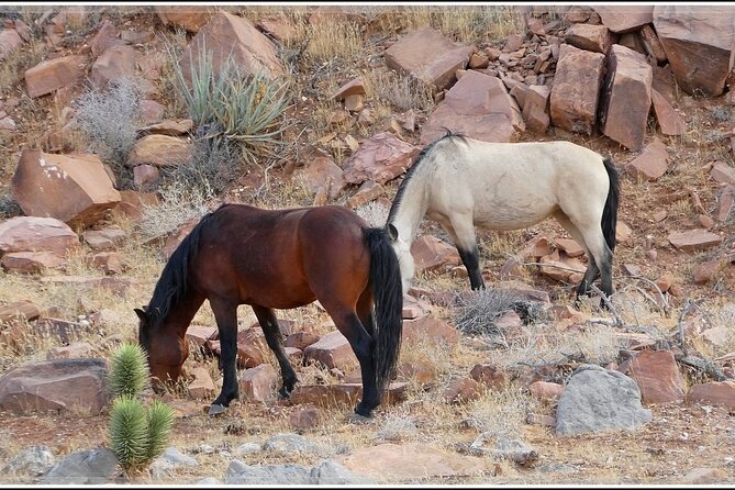 5 Hour Las Vegas Off-Road Secrets: Self Drive Jeep Adventure - What’s Included and What You Should Prepare For
