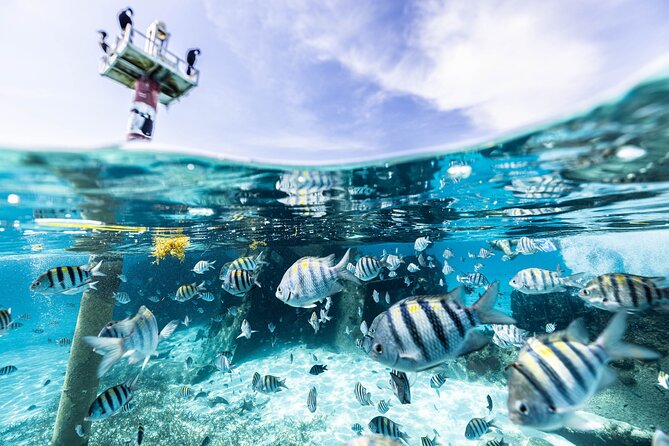 5-in-1 Cancun Snorkeling Tour with Sea Life & Transport Included - Key Points