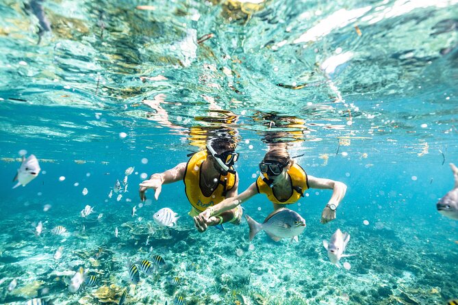 5-in-1 Cancun Snorkeling Tour with Sea Life & Transport Included - The Value of the 5-in-1 Cancun Snorkeling Tour