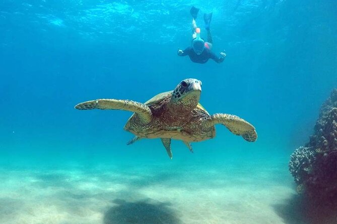 5 in 1 Deluxe Cruise: Turtle Snorkeling, Activities and Pick-Up - Family-Friendly Activities and Safety Measures