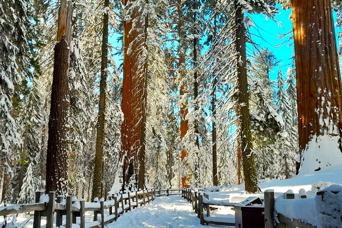 5-Star Rated Sequoia Winter Tour - Key Points