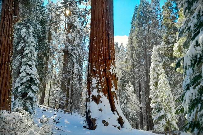 5-Star Rated Sequoia Winter Tour - Comfort and Safety in a Four-Wheel Drive SUV