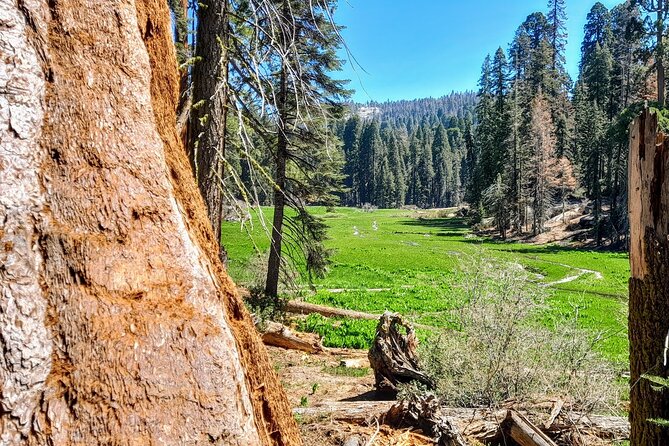 5-Star Rated Sequoia Winter Tour - The Experience Led by Former Park Rangers