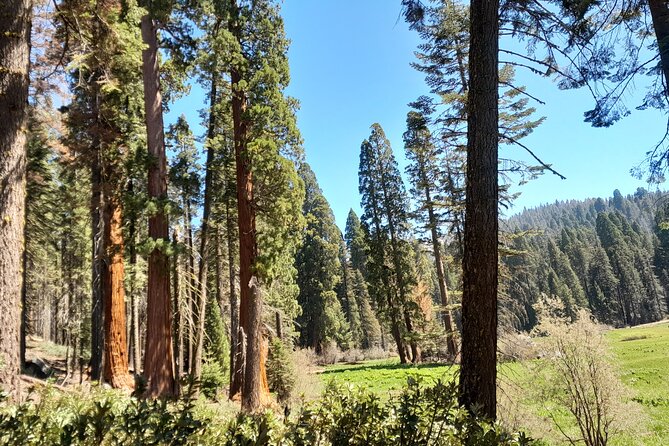 5-Star Rated Sequoia Winter Tour - Logistics and Meeting Details