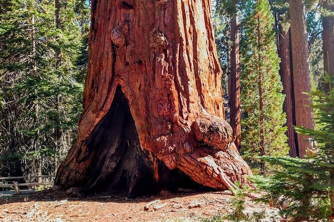 5-Star Rated Sequoia Winter Tour - Why Choose This Tour Over Others?