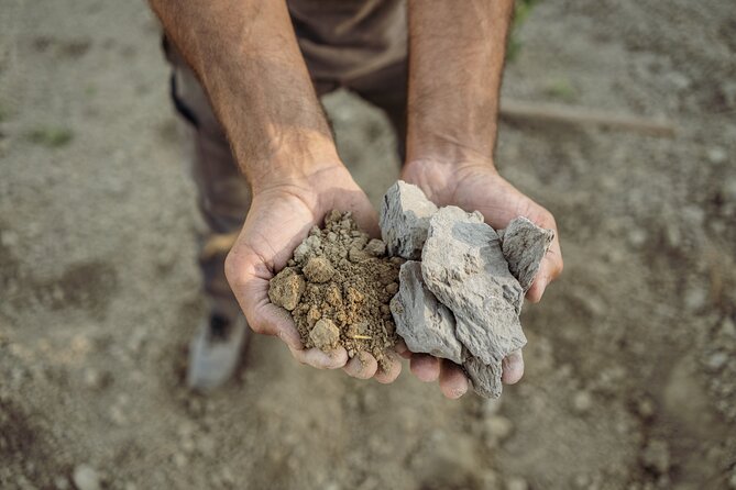 5 Wine Tastings in San Gimignano - Meeting Point and Tour Logistics in San Gimignano