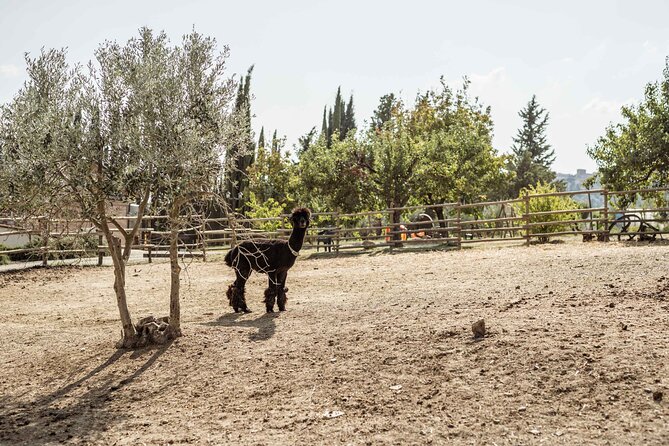 5 Wine Tastings in San Gimignano - The Cultural Charm of the San Gimignano Setting